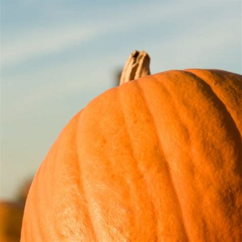 Big Max Pumpkin Seeds - Heirloom Seeds, Jack-O-Lantern Pumpkin Seeds, — Seed Nerds