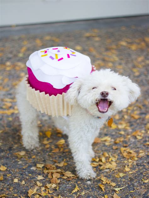 Halloween Costumes For Dogs: An Overload Of Cuteness – Easyday