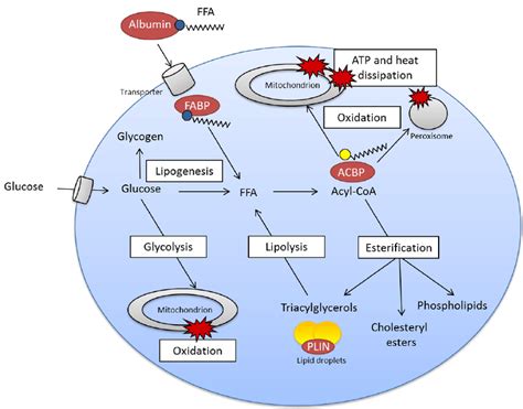 Fatty Acid Diagram