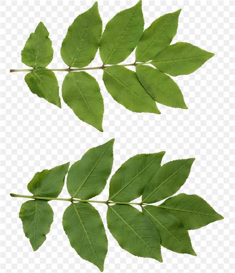 Leaf Texture Mapping Tree, PNG, 1376x1600px, 3d Computer Graphics, Leaf ...