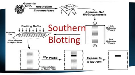 Southern Blotting - MyBioSource Learning Center