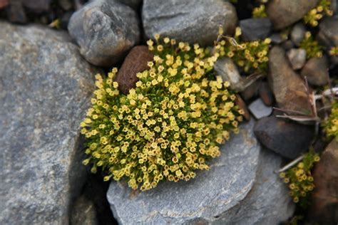 Antarctic Pearlwort | At St. Andrews Bay, South Georgia. | Liam Quinn | Flickr