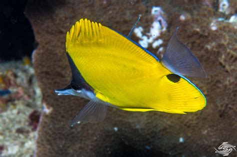 Yellow Long Nose Butterflyfish – Facts and Photographs