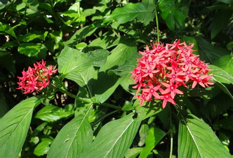 Free Images : leaf, red, botany, garden, flora, wildflower, shrub ...