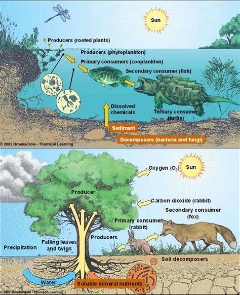 Pin by Kym Orsburn on Earth Sky science | Ecosystems, Ecosystems projects, Ecosystem diagram