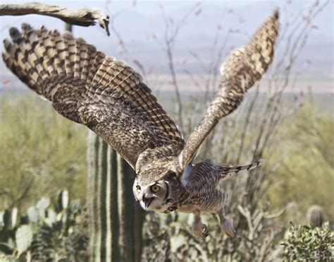 Great Horned Owls at the Arizona-Sonora Desert Museum