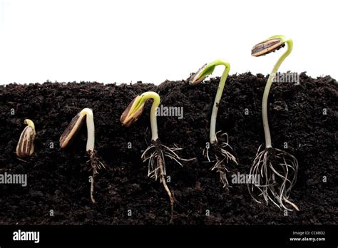 Sequence of sunflower sprouts germination Stock Photo - Alamy