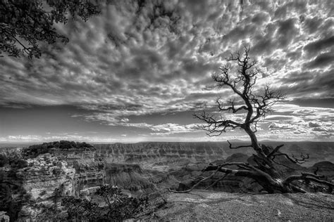 Grayscale photographed of bare tree near grand canyon HD wallpaper | Wallpaper Flare