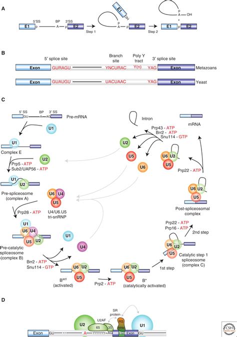 Spliceosome Structure and Function