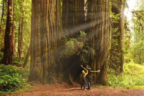 Hyperion Tree: The World's Tallest Tree Is Officially Off-Limits