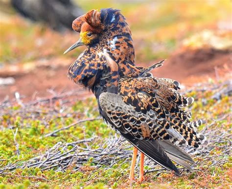 Pin by Christine Delea on Aves- Waterbirds, Seabirds & Shorebirds ...