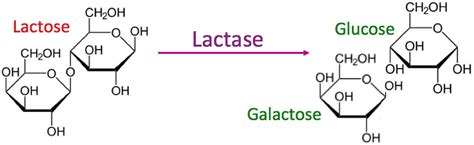 Lactase enzyme function, source, lactase deficiency and treatment