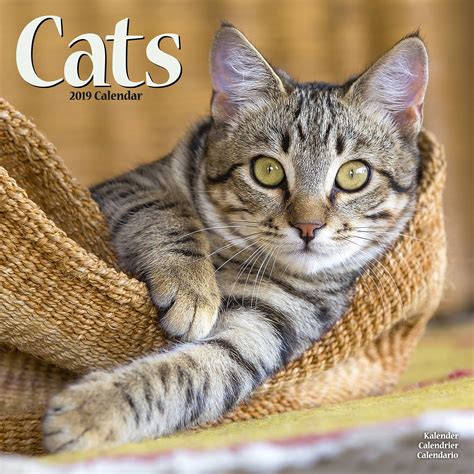 Cats Calendar, Cat Calendars | MegaCalendars