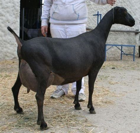 Lamancha Goat - Breeds List