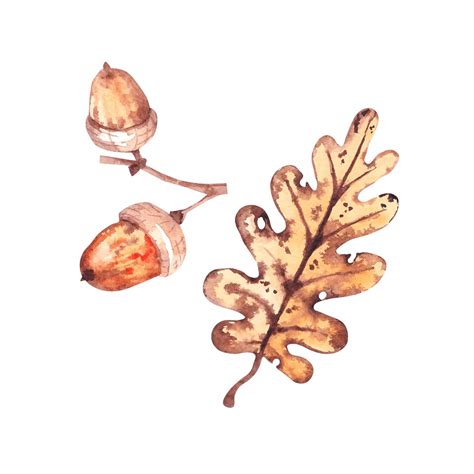 Premium Vector | Watercolor oak leaf and acorn