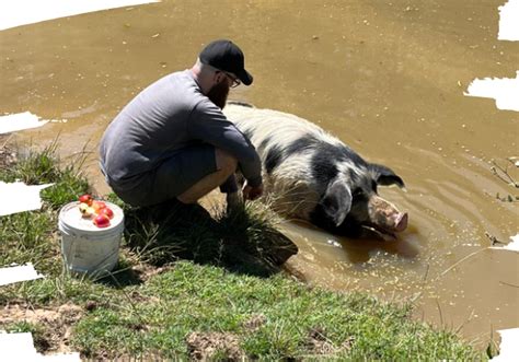 Volunteer - Farm Animal Rescue