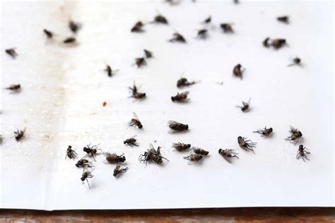 How to Get Rid of Phorid Flies: Effective Tips and Tricks