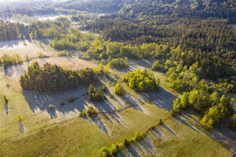 Drone view of green summer forest at dawn stock photo