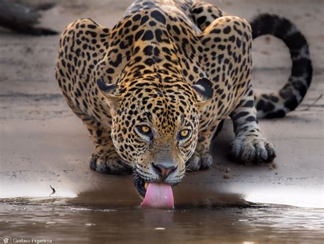 Conheça 10 animais icônicos do Pantanal - SOS Pantanal