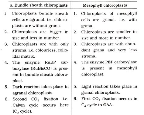 Bundle Sheath Cells