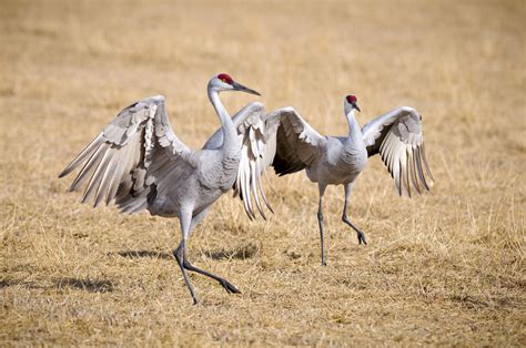 Sandhill Crane Hunting: Every State With a Season