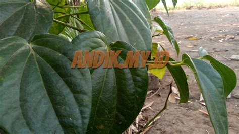 Kumpulan Foto Daun Sirih Hijau Dan Tips Menanamnya - andik.my.id