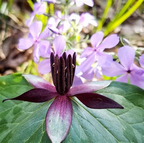 Wildflower Hikes in North Alabama