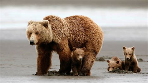 Download Baby Animal Love Cub Animal Bear HD Wallpaper