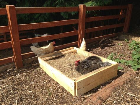 6 Great Chicken Dust Bath Ideas - The Owner-Builder Network