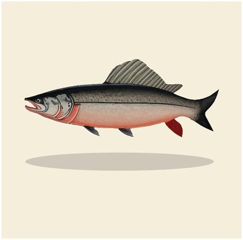 Premium Vector | Old illustration of a salmon fish 02