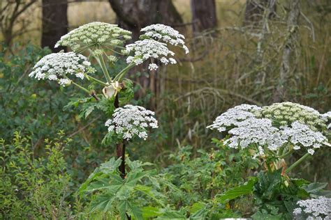 Giant Hogweed: UK map, how to identify and get rid of the plant that causes severe burns