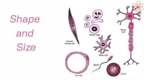 Cell || Shape and Size of the cell - YouTube