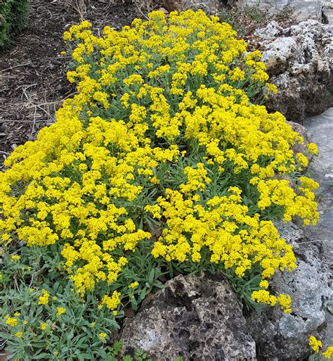 Aurinia saxatilis – St Louis Master Gardener