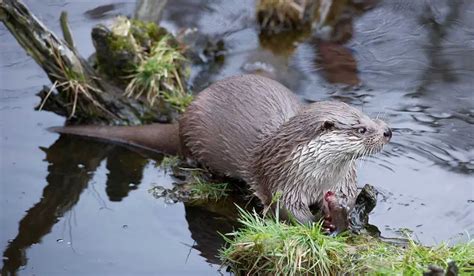 Eurasian Otter | The Animal Facts | Appearance, Diet, Habitat, Lifespan