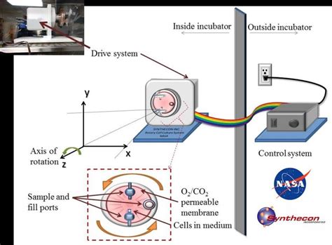 Simulation of microgravity inside a cell culture incubator using the ...