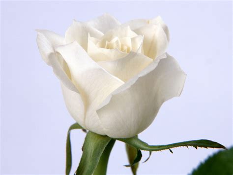 🔥 [50+] Beautiful White Roses Wallpapers | WallpaperSafari