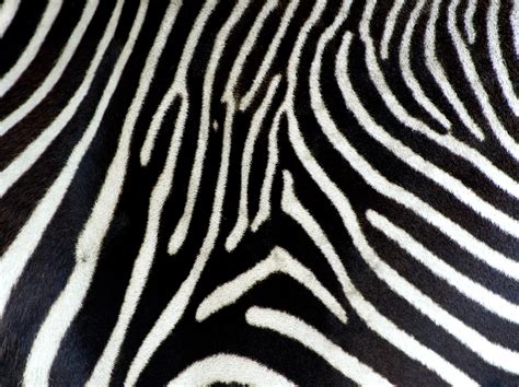 Zebra Print Wallpaper HD Free Download