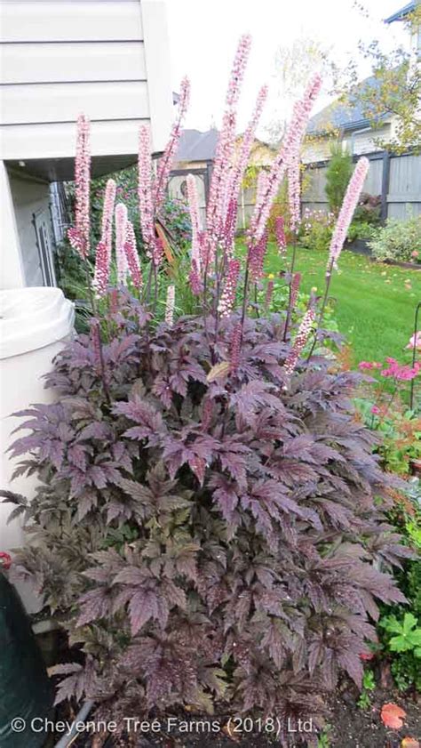 Bugbane – Hillside Black Beauty – Cheyenne Tree Farm – Trees, Shrubs ...