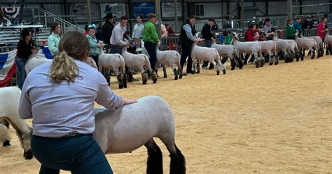 RESULTS: San Angelo Stock Show Grand Champion Junior Market Lamb Announced