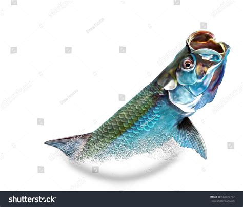 Tarpon Jumping Painting Variation Stock Photo 168027737 : Shutterstock