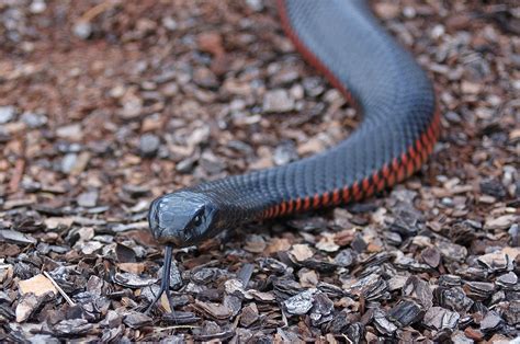 Man’s penis rots after being bitten by snake while…