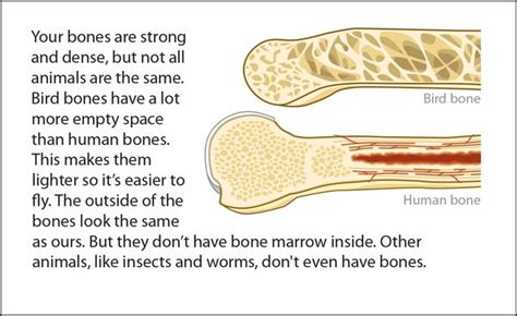 Mystery of Why Birds Have Hollow Bones: The Surprising Benefits Revealed - The Worlds Rarest Birds