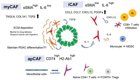 Cancers | Free Full-Text | Heterogeneity of Cancer-Associated ...