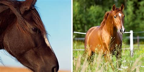 Chestnut Horse or Pony, select your color and markings! - agrohort.ipb ...