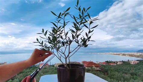 Prune Olive Trees In Pots Correctly (7 Easy Steps)