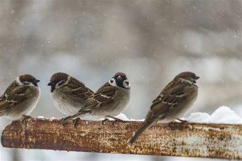 What Happens To House Sparrows In Winter? – Westchester Wildlife