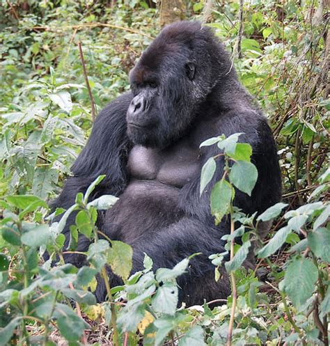 Mountain Gorilla | Endangered List