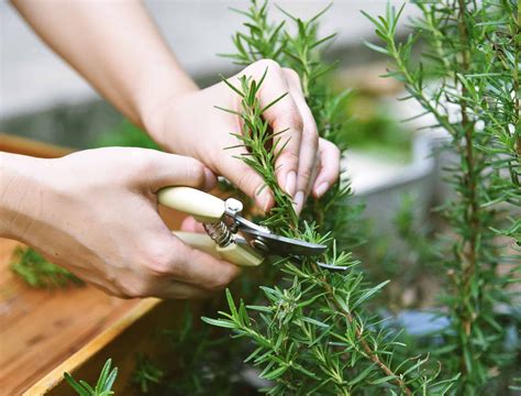 How to Harvest Rosemary