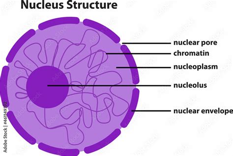 the diagram of Nucleus Structure Stock Vector | Adobe Stock