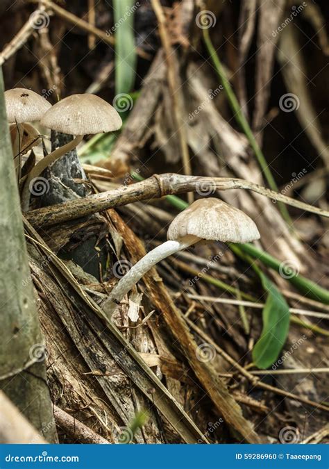 White mushroom poisoning stock photo. Image of fertility - 59286960